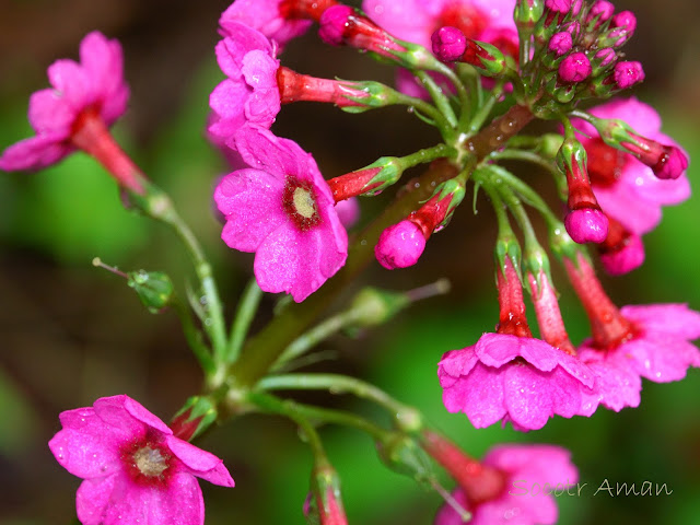 Primula japonica