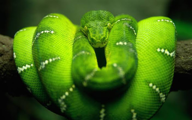 Emerald Tree Boa is among the most beautiful snakes in the world.