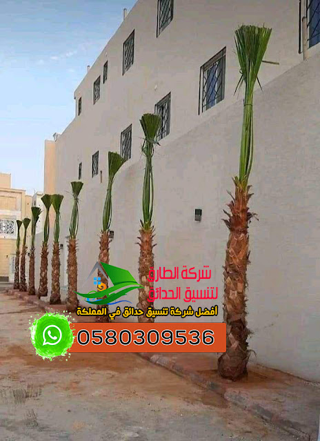 توريد نخيل واشنطونيا بالرياض 0580309536