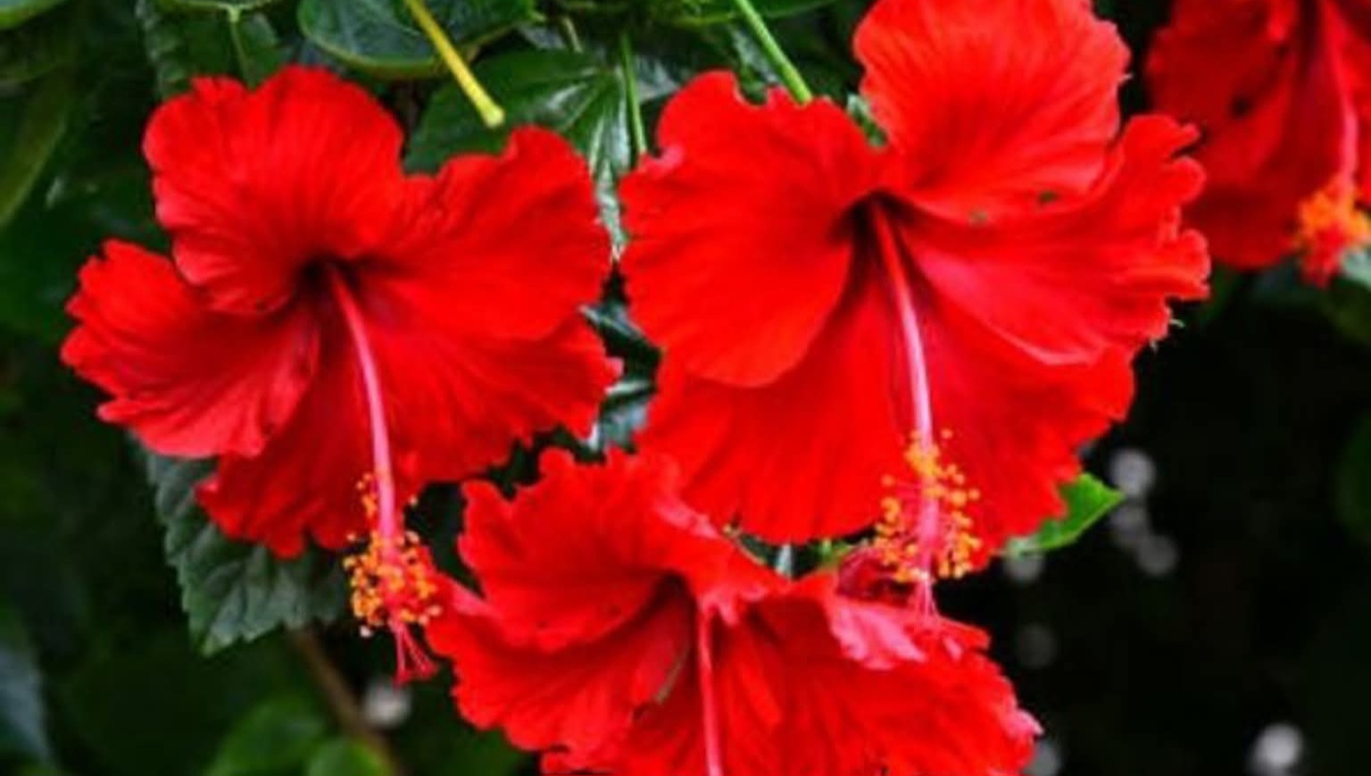 Flower :