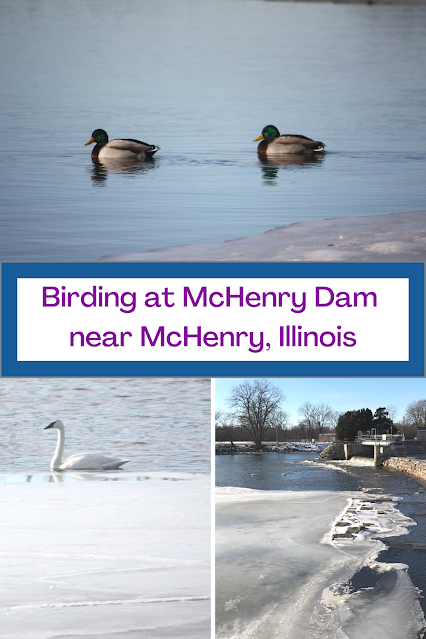 Birding at McHenry Dam State Park near McHenry, Illinois