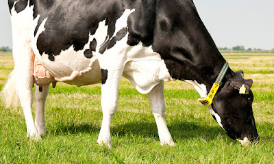 10 Points To Consider When Buying a Dairy Cow