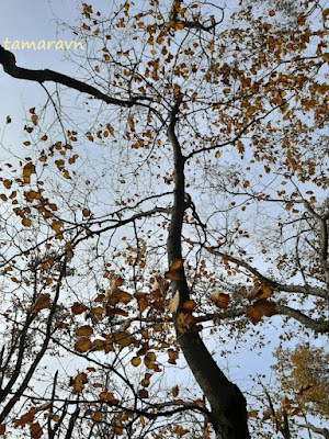 Мелкоплодник ольхолистный / Рябина ольхолистная (Micromeles alnifolia, =Sorbus alnifolia)