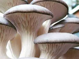 Top Mushroom Company In Central African Republic