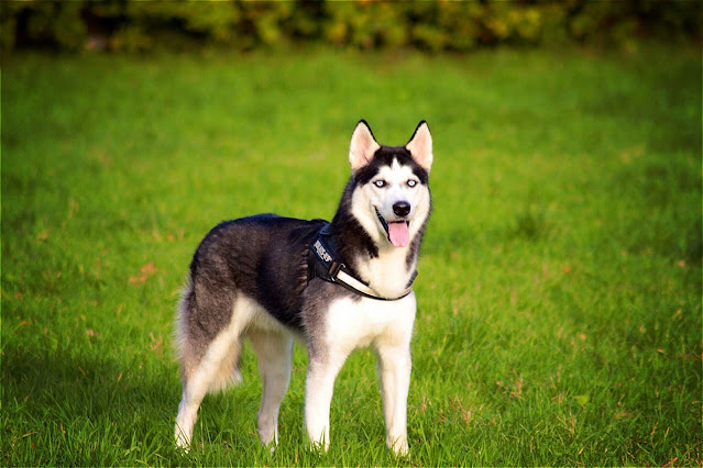 Husky dog breed photo