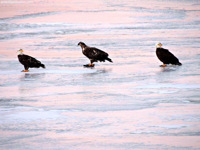 Aves de New Hampshire: Águilas