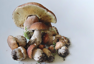 Why we love mushrooms?
