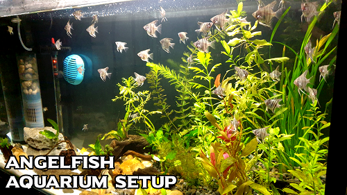 Setup a Planted Aquarium Aquascaping For Angelfish