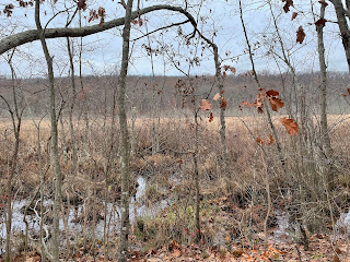 Mashland behind tree branches.
