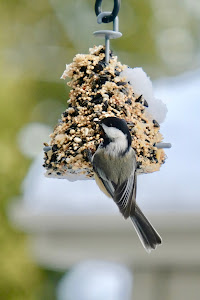 Bird Snapshots w/ the Fujinon XF55-200mm F3.5-4.8R LM OIS