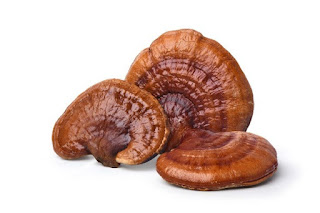 Ganoderma mushroom training in Chennai.