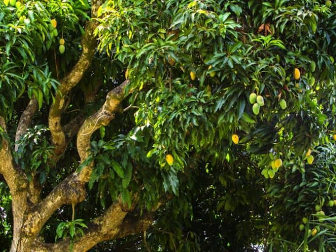 BARAMASI MANGO TREE| BEST MANGO TREE IN INDIA| A MANGO TREE THAT BEARS FRUIT ALL YEAR ROUND 