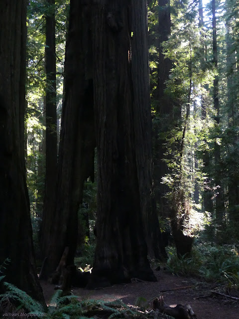 43: trees with holes all the way through