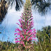 Lobelia brasiliensis é alvo de um plano de conservação recentemente elaborado como condicionante do licenciamento do projeto imobiliário Urbitá, em Sobradinho, região de ocorrência da planta