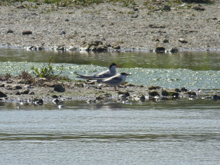 Adult and juvenile Common Tern