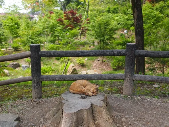 Numerous cats inhabit many scenic spots in Japan, adding extra charm