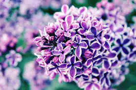 Aromatic flowers wow Aromatic flowers benefits