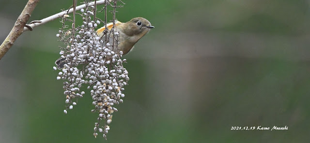 宮城の野鳥