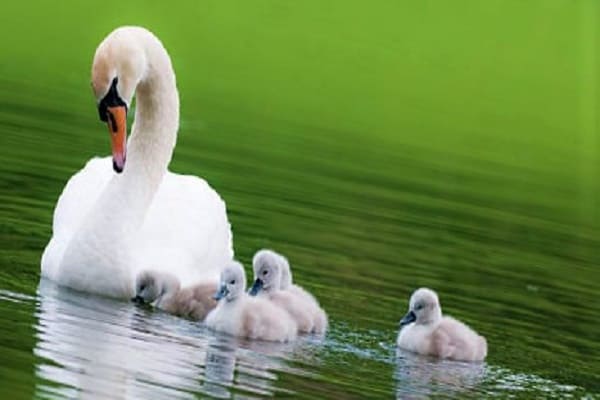 What Do Baby Swans Look Like?