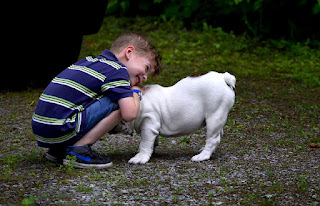 Prohibición cortar rabo perros