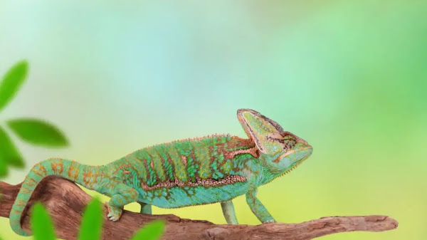 আমার গিরগিটি ডিম দিতে যাচ্ছে: এখন আমি কি করব - My chameleon is going to lay eggs: what do I do now ?