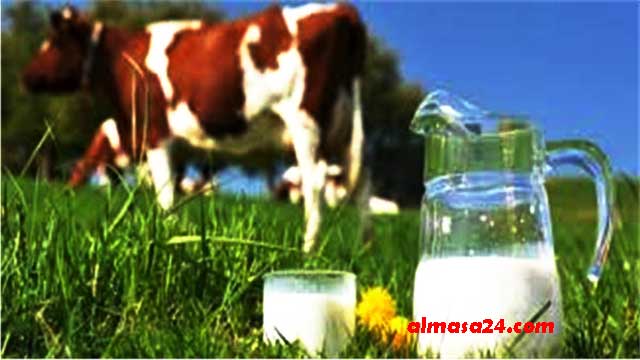 شرب حليب البقر بشكل يومي قد يؤدي للإصابة بالسرطان