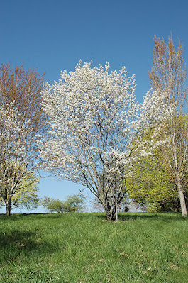 Amelanchier laevis 'Princess Diana'