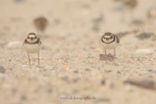 Wildlifefotografie Helgoland Düne Sandregenpfeifer