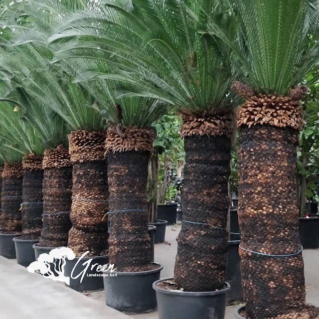 Jual Sikas Macrozamia di Pekalongan Bergaransi | Harga Macrozamia Langsung Dari Petani