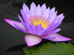 Blue Water Lily