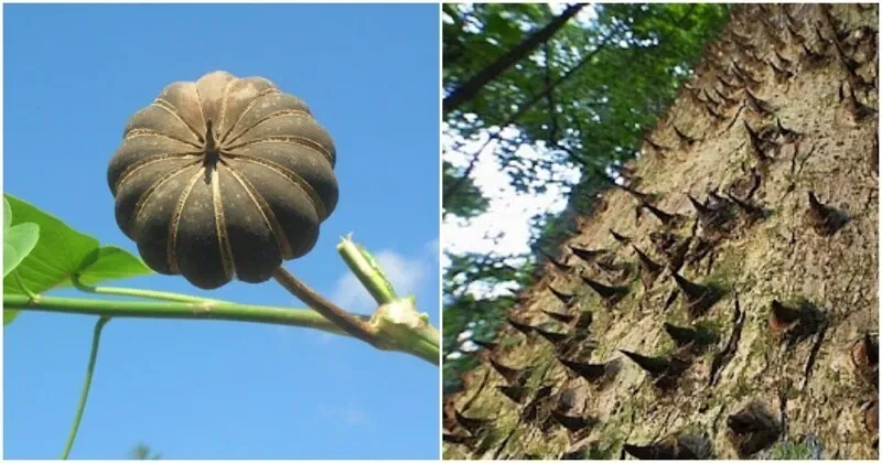 el-arbol-mas-peligroso-del-mundo