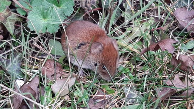 Bank vole on Hungerford allotments