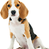 Cute Beagle Dog Transparent Image