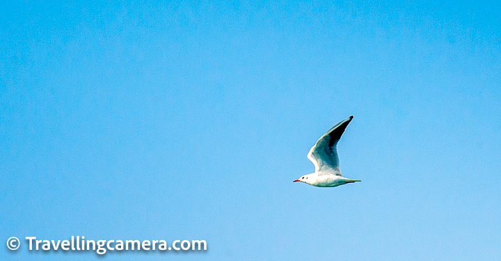 We also spotted a black-headed gull flying in the distance. The bird is recognizable easily because of the dark spot behind its eyes which is visible in the gull's winter plumage. In its summer plumage, you cannot make a mistake with the identification because of its black head and face.