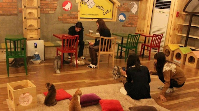 Cat cafes