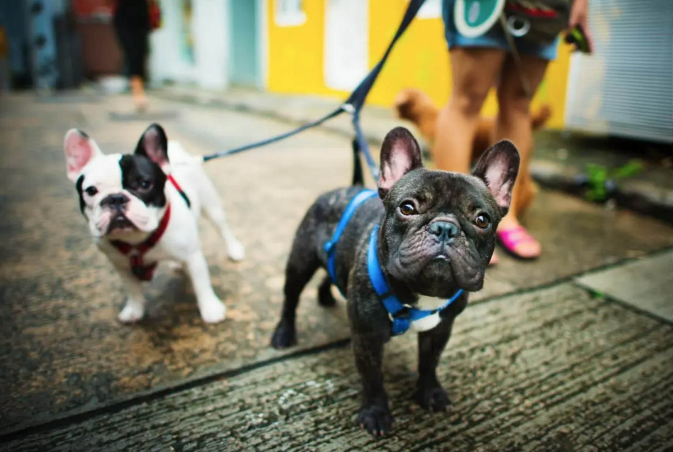 ¿Como ayudan nuestros perros en la enfermedad y la salud?