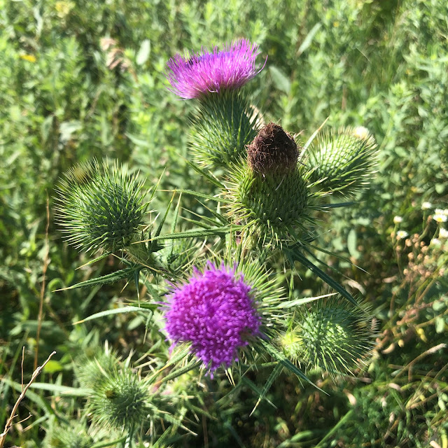 Thistle brightening up the remnant prairie at Pipestone National Monument.