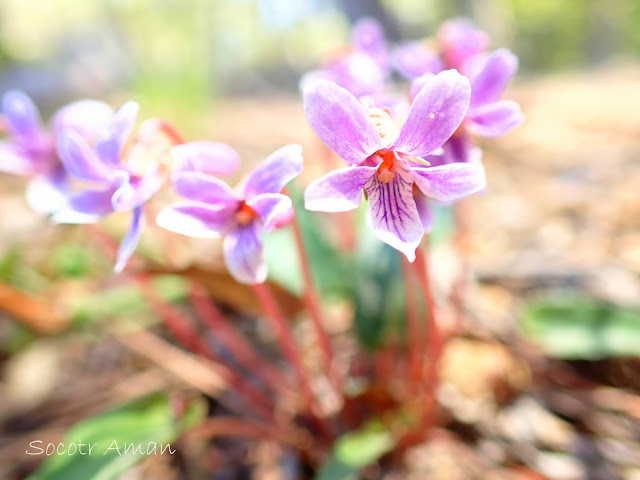 Viola violacea