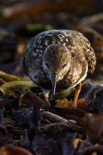 Wildlifefotografie Helgoland Düne Steinwälzer