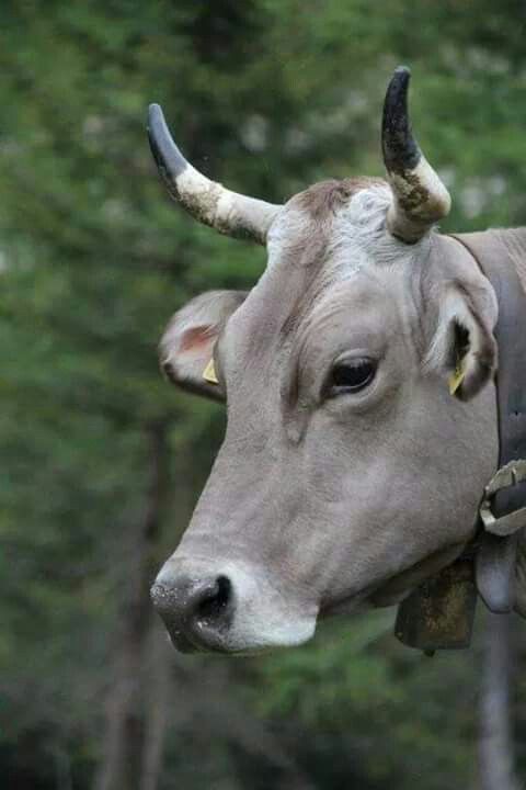 Cow Wallpaper for Mobile, iphone || Animal Wallpaper images