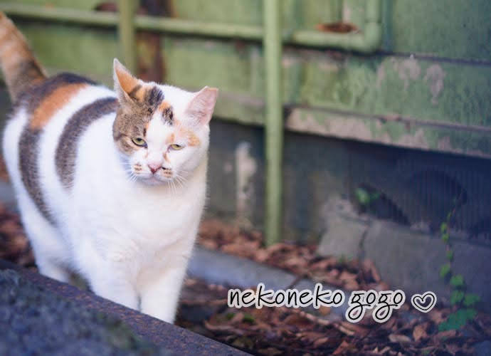 ねこ散歩で会った猫さん