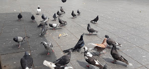 Palomas del parque Juárez