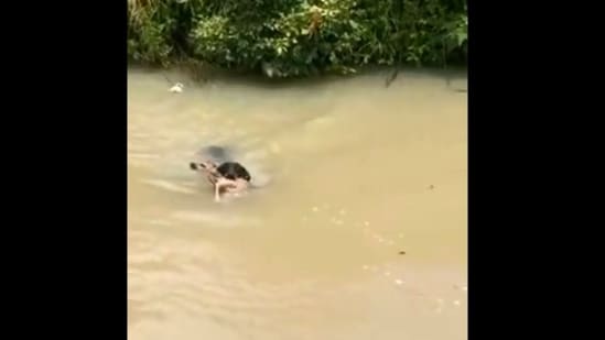 VIRAL VIDEO: LUMALANGOY ANG ASO SA MAPUTIK NA TUBIG PARA ILIGTAS ANG USA