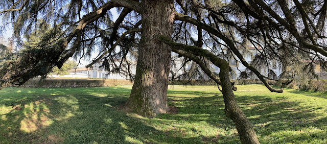 Alberi+Parco-Monza