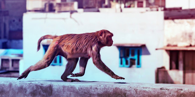 القرود في المنام القرود في السعودية القرود الطائرة القرود في المنام للعزباء القرود الثلاثة القرود في المنام للمتزوجة القرود بالمنام القرود في الطائف القرود يوتيوب القرود يرقصون القرود يهود القرد ياكل الموز القرد بيتكلم القرد يرقص القرد يضحك القرد يهرب من القفص ويهرب من الشرطي تبدلت غزلانها بقرود عزايين قرود القرود والموز القرود والكلاب القرود والانسان القرود ويكيبيديا القرود وبائع القبعات القرود والغوريلا في المنام القرود والكلاب في المنام القرود وحدائق الاهرام القرود و بائع القبعات القرود وانواعها القرود والإنسان القرود و القرود و القطط الغوريلا و القرود الطائف و القرود الموز و القرود القرود هي القرود ههه هل القرود كانت انسان هل القرود هم اصحاب السبت هل القرود من البشر هجوم القرود في المنام هل القرود نجسه القرد هل هو انسان القرود ناشيونال جيوغرافيك القرود نسناس القرود نظرية نادي القرود نجحت القرود في السيطرة على السيارة نظرية القرود الثلاثة نجحت القرود في السيطرة نظرية القرود في الادارة القرود من بنك مصر القرود من اي قوم القرود من هم القرود من قرود مضحكة القرد مخنوق وخنقوه زياده قرود مضحكة جدا جدا ملك القرود القرود للاطفال القرود لعبه القرود للحامل في المنام قرد للبيع القرد لسه بيتنطط القردة لوسي لماذا القرود تشبه الانسان لعبة القرود الثلاثة القرود كانوا اوادم القرود كانت انسان كوكب القرود كوكب القرود 2019 كوكب القرود 2001 القرد كوميك القرد كثيف الشعر pdf القرد كثيف الشعر القروض القرويين القرود قوم من القرود قوم القرود قصة قصة القرود الثلاثة قصة القرود والموز قصة القرود الثلاثة والموز قصة القرود اصحاب السبت قمة القرود بجاية قصة القرود في القفص القرود في الحلم القرود في مصر القرود في الهند القرد في الحلم القرد في المنام غابة القرود غابة القرود افران غذاء القرود غابات القرود غرائب القرود غابة القرود في بالي قرود غريبه القرود على طريق المدينة القرود على طريق السعودية القرود عالم الحيوان القرود على اشكالها تقع عصر القرود عصر القرود pdf القرد عبسي القرد عاشب ام لاحم نكت ع القرود ظهور القرود في الحلم قرود ظريفة قرد ظريف ظاهرة القرود وتعلو القرود ظهور الأسود متى ظهرت القرود القرود طريق المدينة المنورة القرود طرزان القرود طريق المدينه طارد القرود طرائف القرود طعام القرود القرد طب سلام قرود طريق المدينة المنورة القرود ضد البالونات القرود ضد البشر القرود ضحك ضرب القرود ضرب القرود في المنام القرد ضد الغوريلا القرد ضربه معلم لعبة القرود ضد البالونات القرود صفات صوت القرود قرود صغيرة للبيع في الأردن صيد القرود صراع القرود القرد صاحب الانف الطويل القرد صاحب طرزان صيد القرود بالكهرباء القرود شمبانزي شكل القرود القردة شيتا القرد شيتا شيخ القرود القرد شبيه الانسان القرد شمبانزي قرود شمبانزي القرود زمان القردة زيتونة القرد زعطوط زنى القرود صحيح البخاري زمن القرود زعيم القرود القرد سيزر قروض زواج القرود رجم رؤية القرود في المنام رؤية القرود في المنام للمتزوجة رؤية القرود في المنام للعزباء رؤية القرود الكثيرة في المنام رواية القرود الصادق النيهوم pdf قرود ريسوس رؤية القرود الصغيرة في المنام القرود ذات الانف الطويل القرود ذكيه القرد ذو الانف الطويل ذبح القرود القرد ذو الانف الكبير ذكاء القرود القرد ذو الخرطوم القرد ذو الانف الافطس القرهود دبي القرد دردبج القرد ديفيد داء القرود القرد ديدي القرد دودو القرد ذو الانف عصر القرود لمصطفى محمود القرود خرجوا عن السيطرة من جديد القرود خرجوا عن السيطره خطورة القرود خبز القرود القردة خاسئين خطف القرود للاطفال قرود خميس مشيط خطر القرود القرود حدائق الاهرام القرود حلم القرود حديقة حياة القرود الزوجية حكاية القرود الثلاثة حرب القرود حياة القرود وتكاثرها قرود حدائق الاهرام القرود جلدوني القرود جمع القرود جميله القرود جامعة الملك خالد القرد جورج القرود جوجل جدري القرود جبلاية القرود القرود ثلاث القرود الثلاثة pdf القرود الثلاثة الحكيمة القرود الثلاثة البنية السردية القرود الثلاثة مرشدي في اللغة العربية القرد ثلاثي الابعاد ثورة القرود القرود تاكل الموز القرود تربي الكلاب القرود تهاجم حدائق الاهرام القرود تغزو شوارع مصر القرود تلاحقني في المنام القرود تخطف الاطفال القرود تسرق الكلاب الصغيرة لأجل حمايتها القرود تشبه الانسان القرود ت القرود بحدائق الاهرام القرود بين مكة والمدينة القرود بالانجليزي القرود بالسعودية القرد بالانجليزي القرد بعين امه غزال العاب القرود القرود الثلاثة المستوى الثالث القرود القرود القرود المضحكة القرود الخمسة القرود الصغيرة في المنام القرود الثلاثة المستوى الثالث مكتوبة القرود 12 القرد 10 القرد 19 كوكب القرود 1968 ملك القرود 1 القرود 2017 القرود 2008 قرود 2 القرد 2 القرد 2001 كوكب القرود 2020 القرود 2 ملك القرود 2 لعبة القرود 2 كوكب القرود 3 ملك القرود 3 القرد 4 الملك القرد 4 سيزر القرد 4 الملك القرد 4 مترجم لعبه القرد 4 القرد السعيد 4 القرد والبالونات 4 قرود 5 القرد 5 من القرود 5 حروف القرود السعيدة 5 لعبة القرد 5 مغامرات القرود 5 من القرود 6 حروف مغامرات القرود 6 لعبه القرود 6 القرود 7
