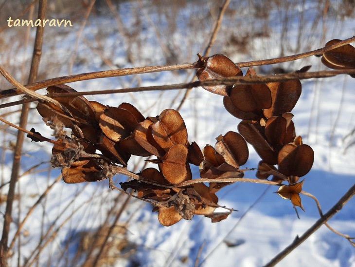 Диоскорея ниппонская (Dioscorea nipponica)