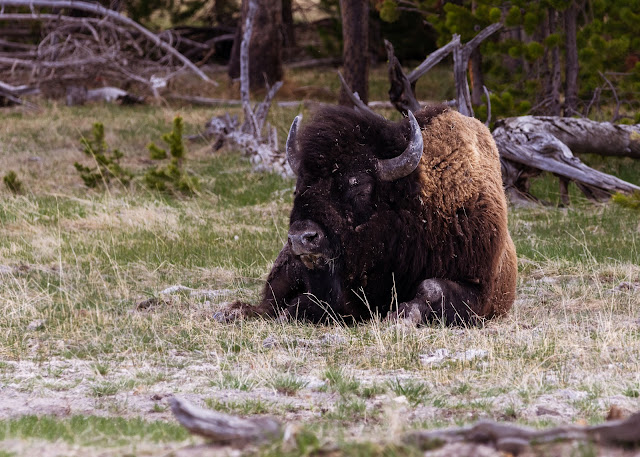 Big, beautiful Bison at Yellowstone National Park Wyoming USA