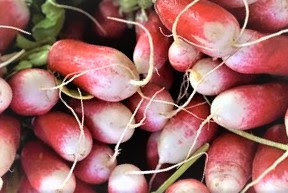 Radish is an important healing agent in the treatment of diseases caused by vitamin C deficiency.