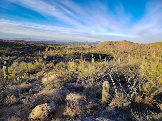 A World Away: Icon of the American Southwest: Saguaro National Park ...