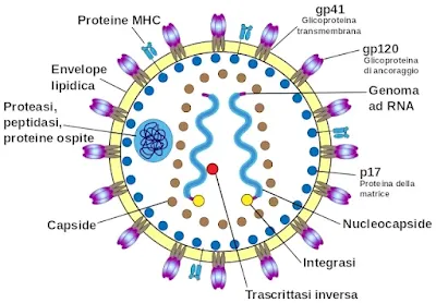 HIV Structure